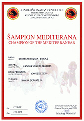 Champion-of-Mediterana